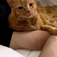 男性の腕にもたれかかりながらカメラを見つめる猫