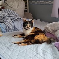 ベッドにいる猫