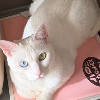オッドアイの白猫