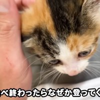 なでられる子猫