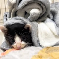 毛布にくるまって