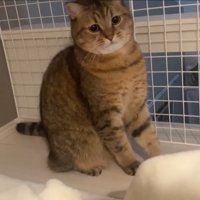 体をのけぞらせ困り顔の猫