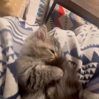 仰向けで自分のしっぽで遊んでいる子猫