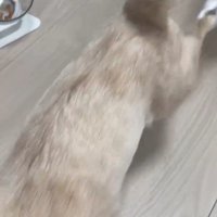 歩いてく猫