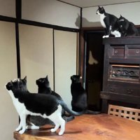蛾を見る猫たち