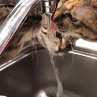 水道から水を飲む猫たち