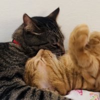 茶トラ猫をグルーミングするキジトラ猫