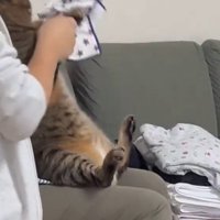 畳んだハンカチを横に置く猫と女性