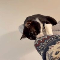 嗅ぐブッチャーくん