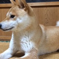 畳の上で座る柴犬