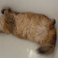 バスタブにいる茶猫
