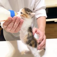 立ってミルクを飲むミケ子猫