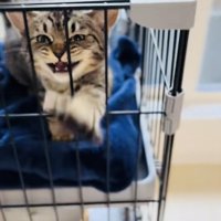 ケージの中で鳴く子猫