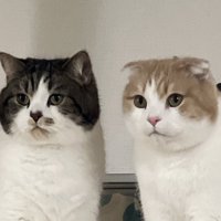 真剣な眼差しで一点を見つめる2匹の猫