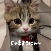 「じゃまするにゃ」と書かれた写真
