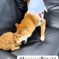 ソファの上で遊んでいるトイプーと柴犬