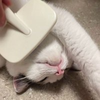 されるがまま