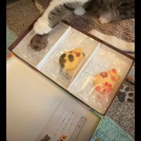 クッキーに前足を伸ばす猫