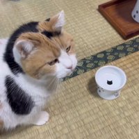 お皿で待機するミケ