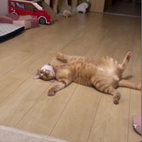 仰向けで寝ている猫