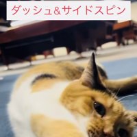 飼い主さんの前でゴロンする看板猫