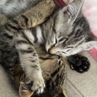 向かい合って寝ている2匹の子猫