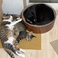 一緒に眠る猫たち