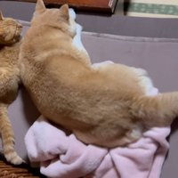 寄り添ってくつろぐ猫と柴犬