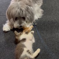 猫じゃらしで遊ぶ子猫と、それを見守る犬