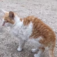 ガリガリに痩せている善くん