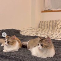 並んで横になっている2匹の猫
