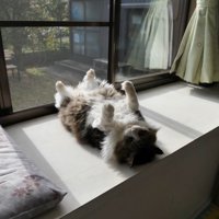 へそ天する猫を横から映した様子（風景入り）
