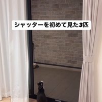 シャッターを見る猫たち