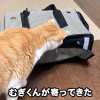 キャリーバッグに近寄る猫