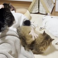 お母さんのそばに群がる猫達