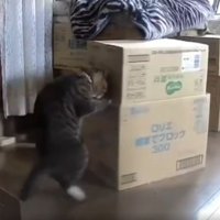 猫と段ボール