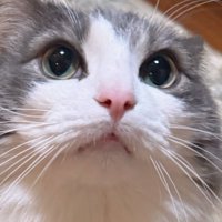 見上げる猫の顔アップ