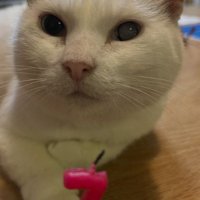 室内にいる猫