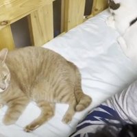 ベッドのすみにいる猫