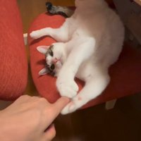 握手しながら飼い主を見つめる猫