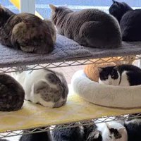 ラックに乗って外を眺めるたくさんの猫