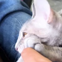 膝に乗って甘える猫