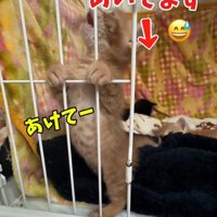 ケージの中で鳴く子猫
