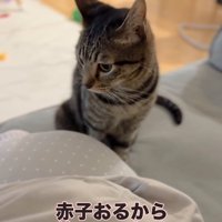 ソファの上でお座りをして俯いている猫