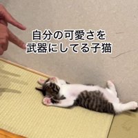 仰向けの猫