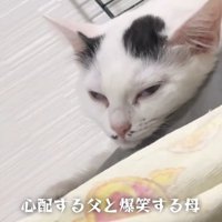 寝始める白黒の猫