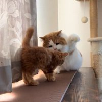 子猫に拳を振り上げている猫