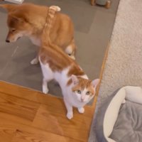 犬にくっつく猫