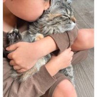 抱かれている猫