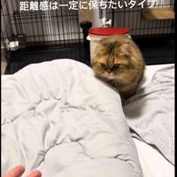 ベッドの上を歩いている猫